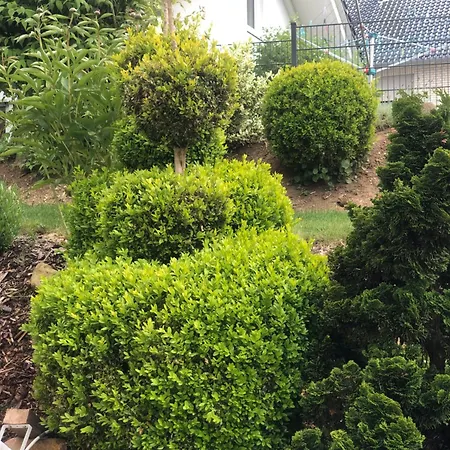 Gemuetliche In Mit Terrasse Wolfhagen